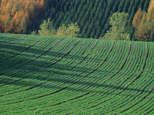 38219 (a): :1600x1200